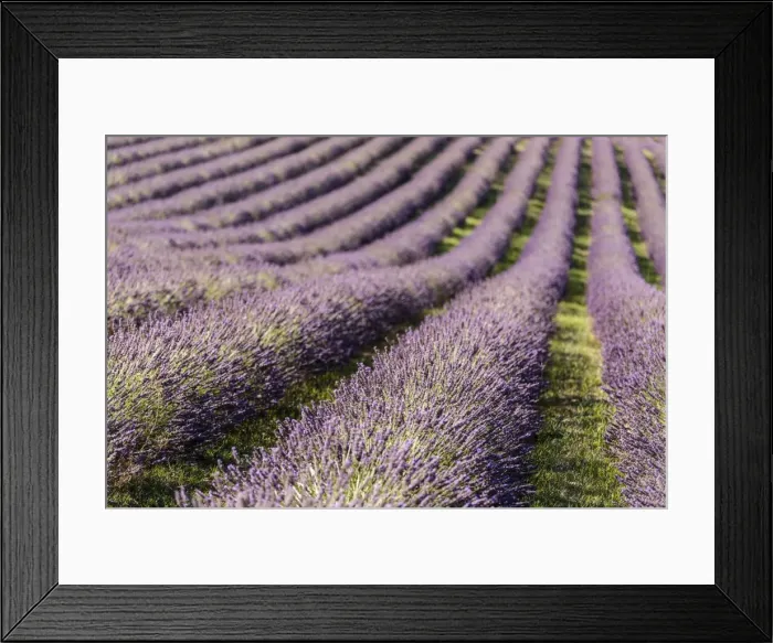 Framed Print : Picture No. 11672050 Framed Print : Picture No. 11672050