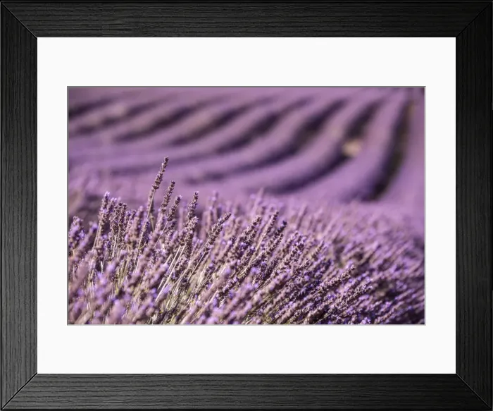 Framed Print : Picture No. 11672051 Framed Print : Picture No. 11672051