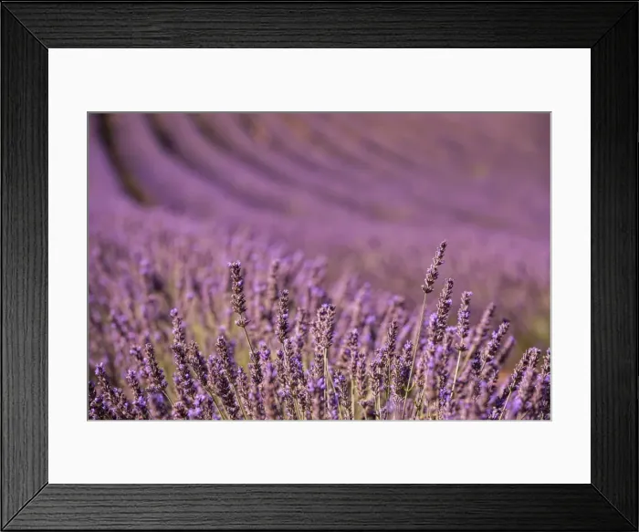 Framed Print : Picture No. 11672052 Framed Print : Picture No. 11672052