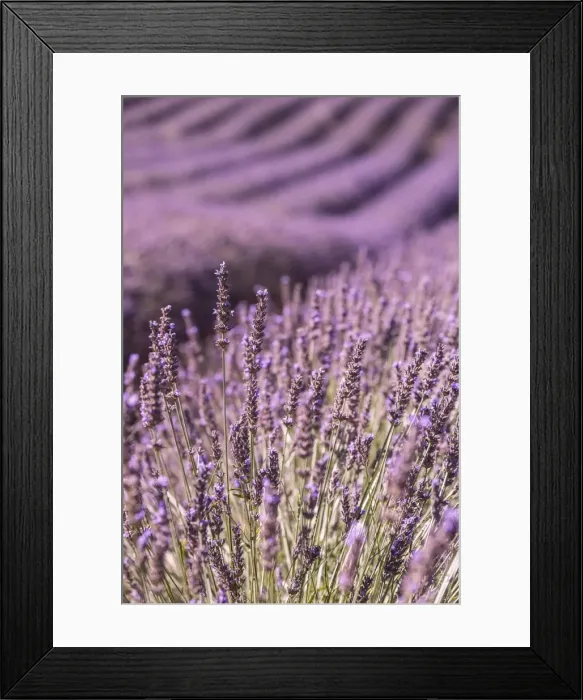 Framed Print : Picture No. 11672053 Framed Print : Picture No. 11672053