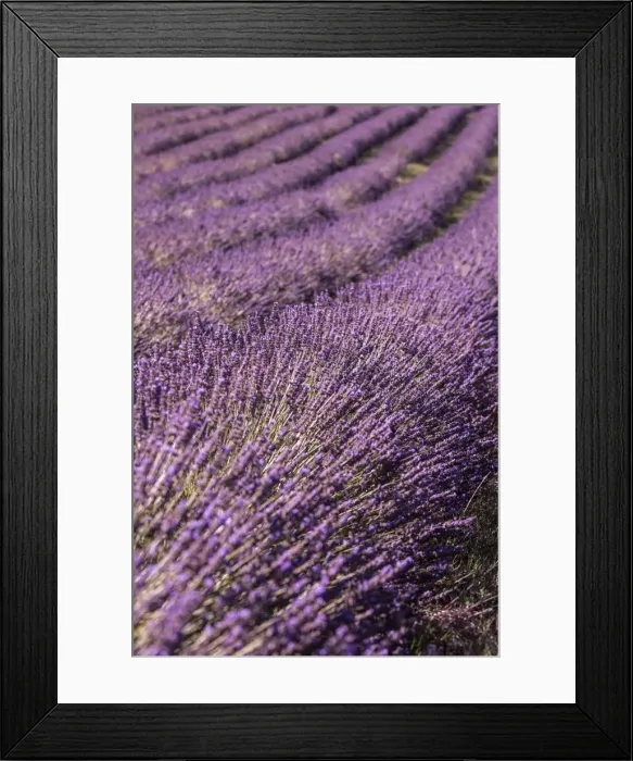 Framed Print : Picture No. 11672054 Framed Print : Picture No. 11672054