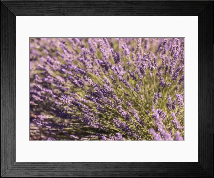 Framed Print : Picture No. 11672055 Framed Print : Picture No. 11672055