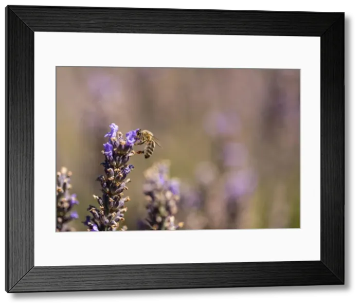 Framed Print : Picture No. 11672059 Framed Print : Picture No. 11672059