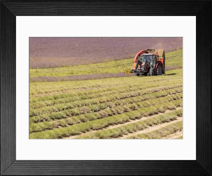 Framed Print : Picture No. 11672060 Framed Print : Picture No. 11672060