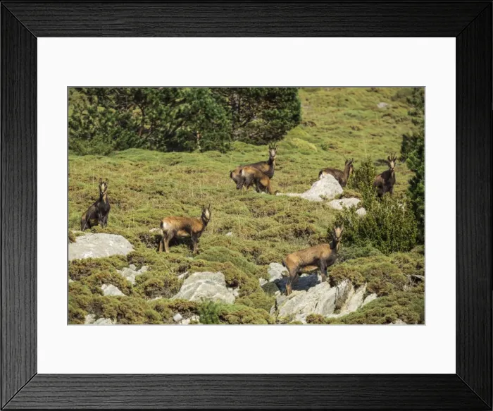 Framed Print : Picture No. 11672063 Framed Print : Picture No. 11672063