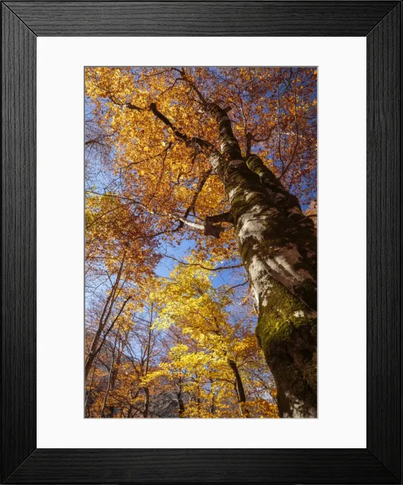 Framed Print : Picture No. 11672069 Framed Print : Picture No. 11672069
