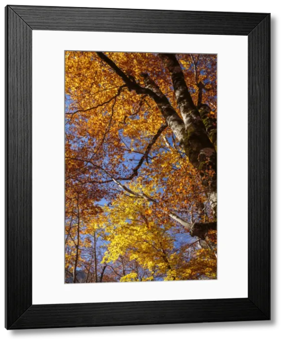 Framed Print : Picture No. 11672070 Framed Print : Picture No. 11672070