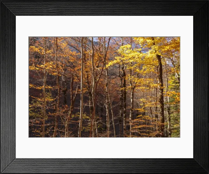 Framed Print : Picture No. 11672071 Framed Print : Picture No. 11672071