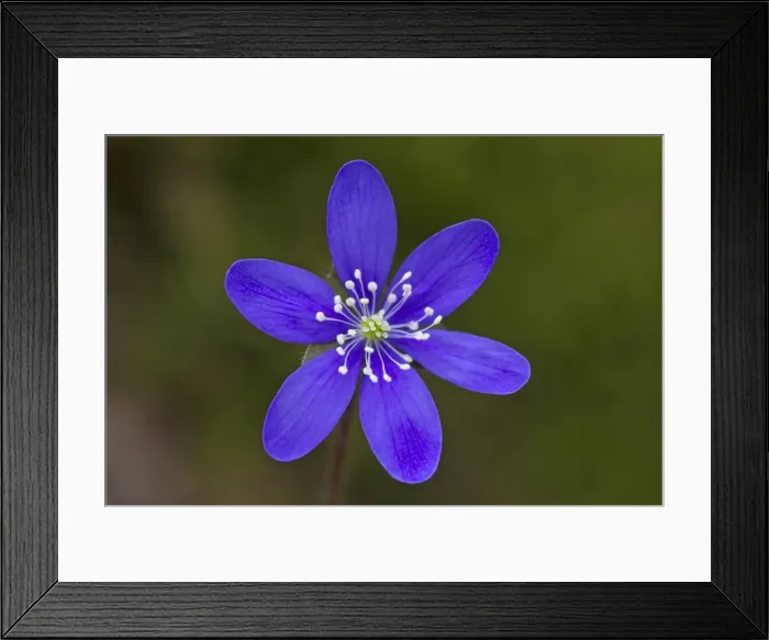 Framed Print : Picture No. 11672082 Framed Print : Picture No. 11672082