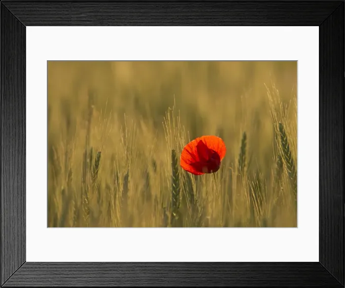 Framed Print : Picture No. 11672084 Framed Print : Picture No. 11672084