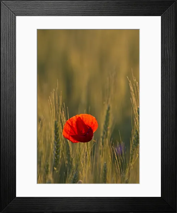 Framed Print : Picture No. 11672085 Framed Print : Picture No. 11672085
