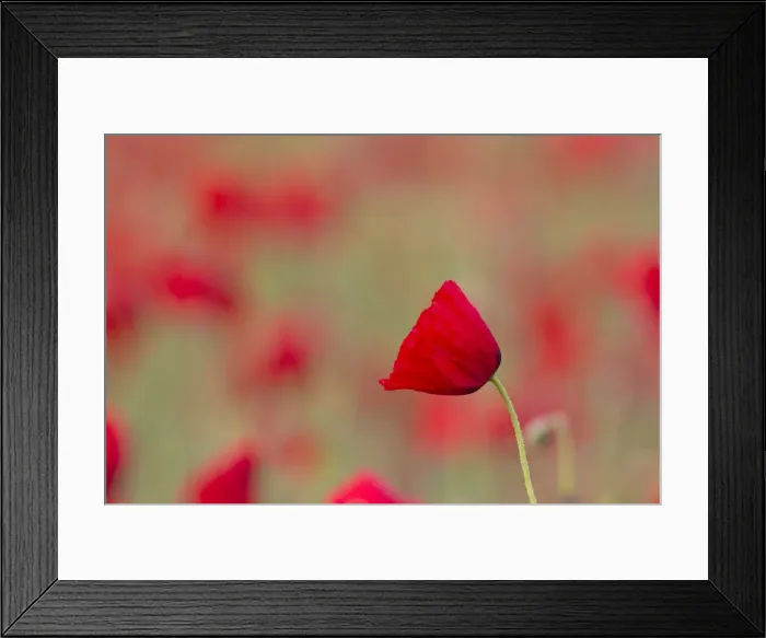 Framed Print : Picture No. 11672086 Framed Print : Picture No. 11672086