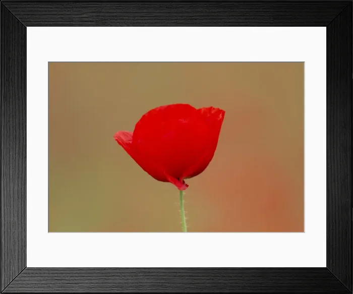 Framed Print : Picture No. 11672087 Framed Print : Picture No. 11672087