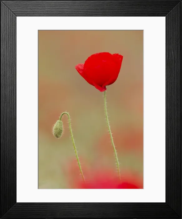 Framed Print : Picture No. 11672088 Framed Print : Picture No. 11672088