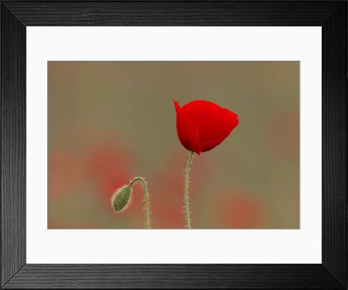 Framed Print : Picture No. 11672089 Framed Print : Picture No. 11672089