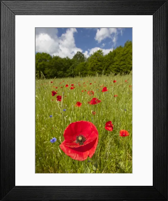 Framed Print : Picture No. 11672090 Framed Print : Picture No. 11672090