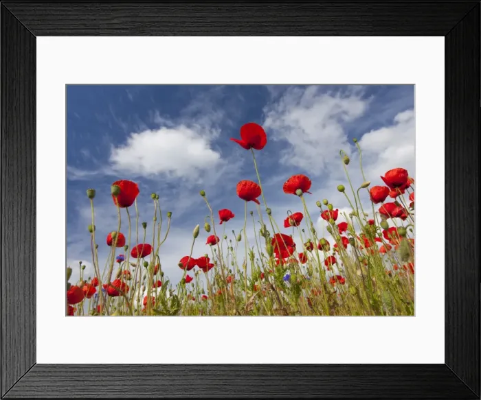 Framed Print : Picture No. 11672091 Framed Print : Picture No. 11672091