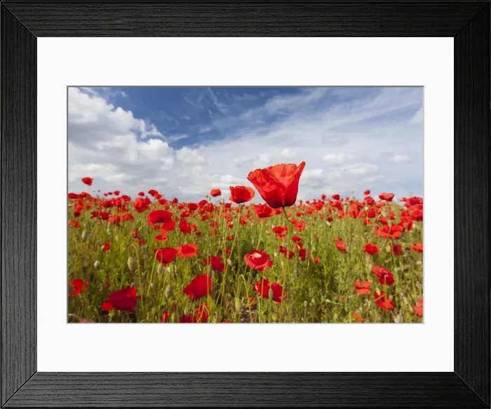 Framed Print : Picture No. 11672092 Framed Print : Picture No. 11672092