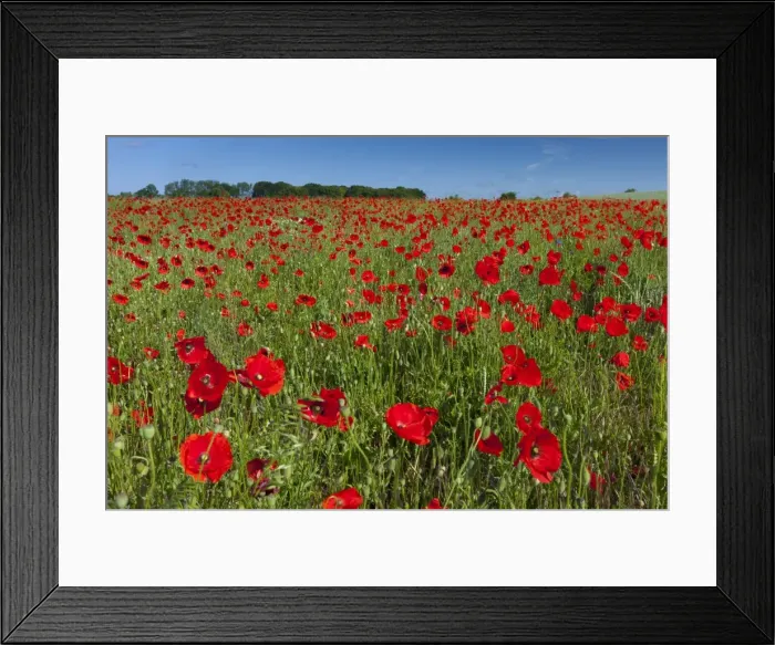 Framed Print : Picture No. 11672093 Framed Print : Picture No. 11672093