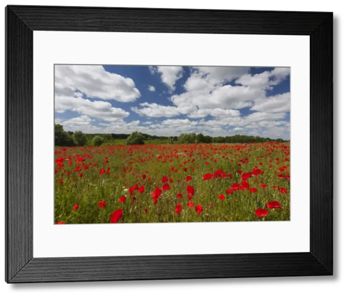 Framed Print : Picture No. 11672095 Framed Print : Picture No. 11672095