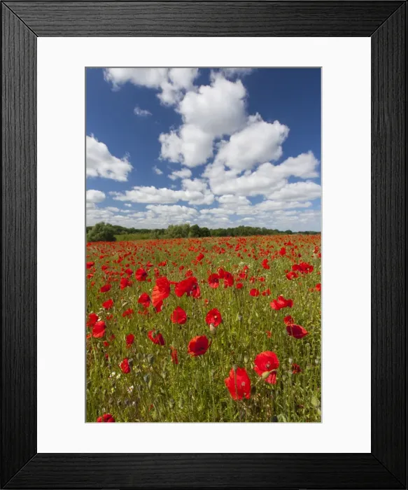 Framed Print : Picture No. 11672094 Framed Print : Picture No. 11672094