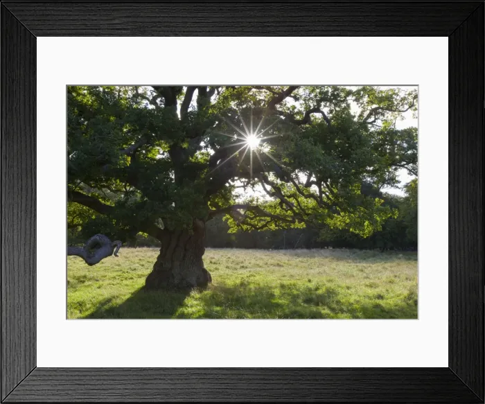 Framed Print : Picture No. 11672096 Framed Print : Picture No. 11672096