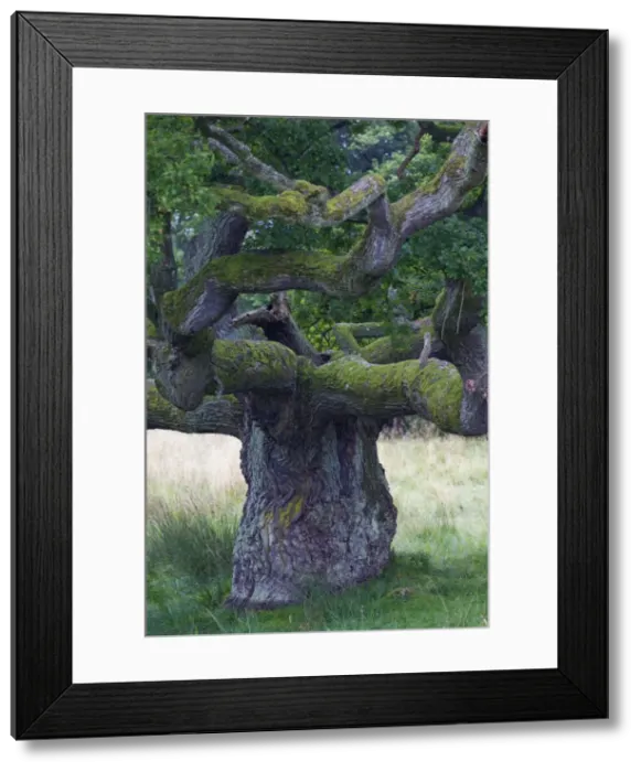 Framed Print : Picture No. 11672098 Framed Print : Picture No. 11672098
