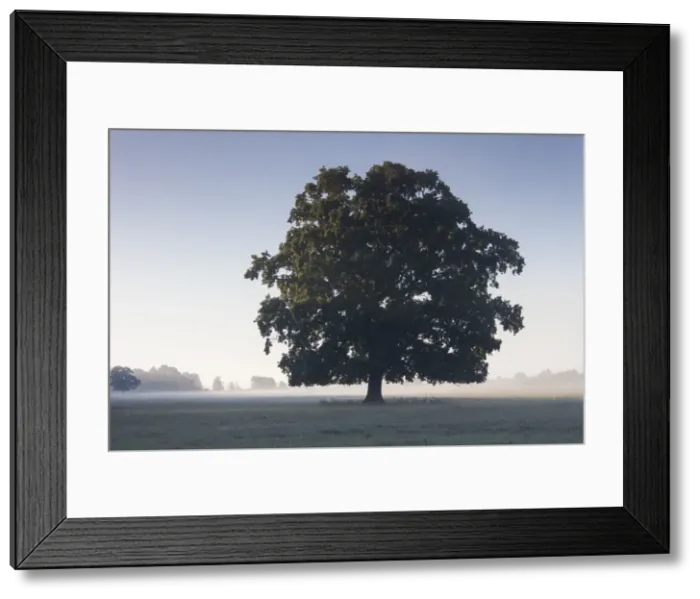 Framed Print : Picture No. 11672099 Framed Print : Picture No. 11672099