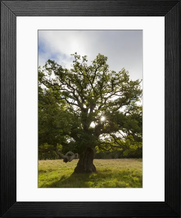 Framed Print : Picture No. 11672097 Framed Print : Picture No. 11672097
