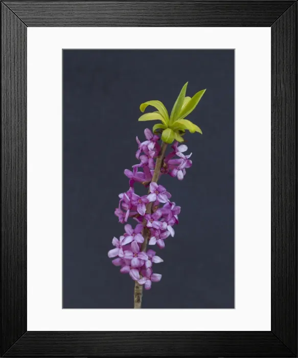 Framed Print : Picture No. 11672103 Framed Print : Picture No. 11672103