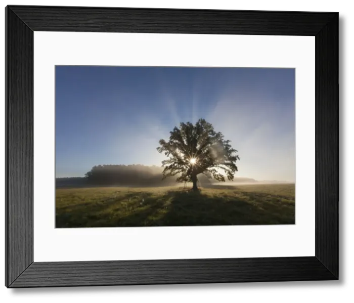 Framed Print : Picture No. 11672100 Framed Print : Picture No. 11672100