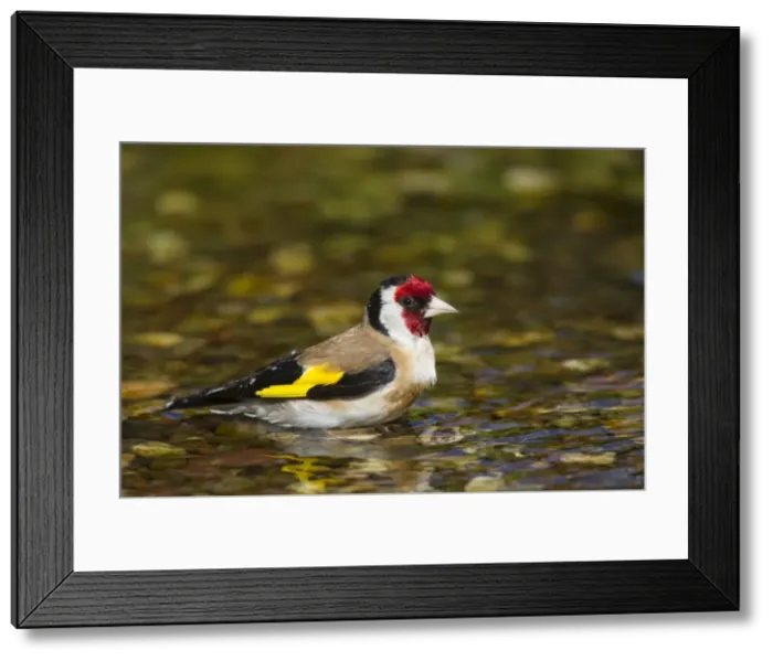 Framed Print : Picture No. 11672107 Framed Print : Picture No. 11672107