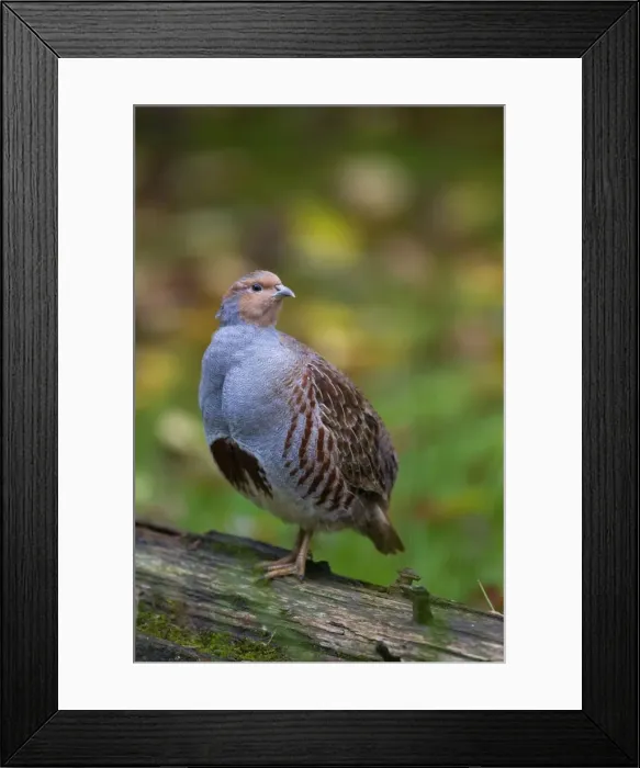 Framed Print : Picture No. 11672109 Framed Print : Picture No. 11672109