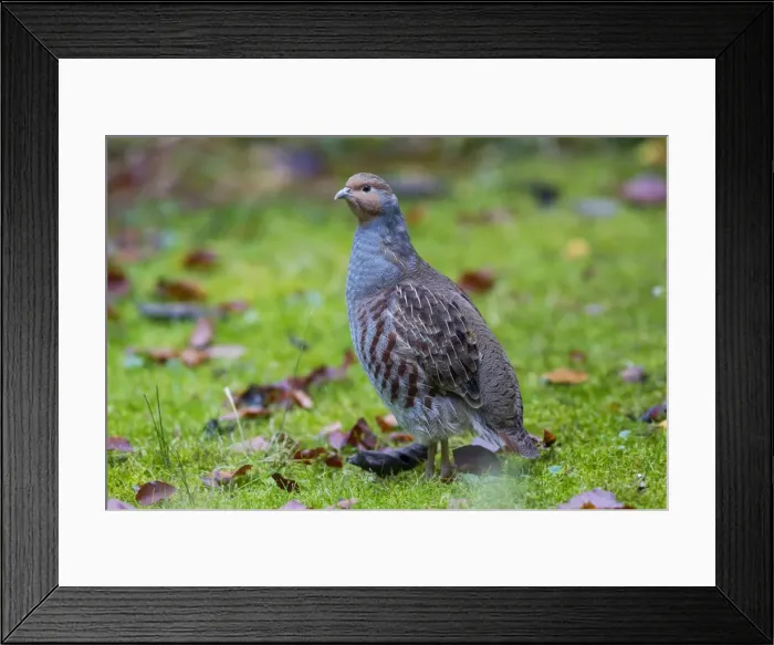 Framed Print : Picture No. 11672110 Framed Print : Picture No. 11672110