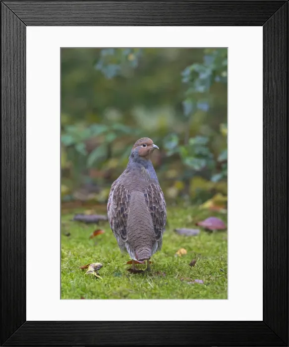 Framed Print : Picture No. 11672111 Framed Print : Picture No. 11672111