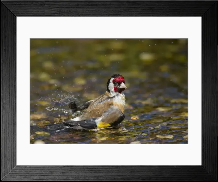 Framed Print : Picture No. 11672108 Framed Print : Picture No. 11672108