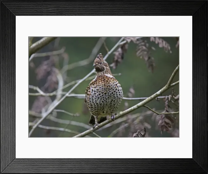 Framed Print : Picture No. 11672112 Framed Print : Picture No. 11672112