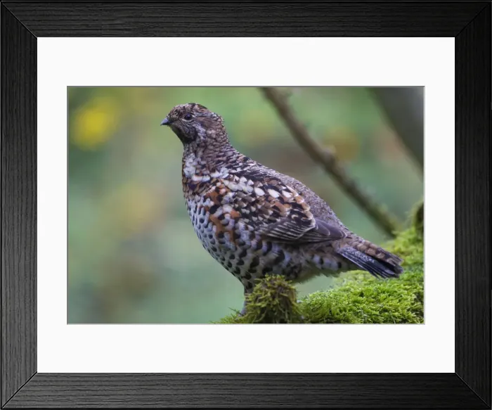 Framed Print : Picture No. 11672114 Framed Print : Picture No. 11672114
