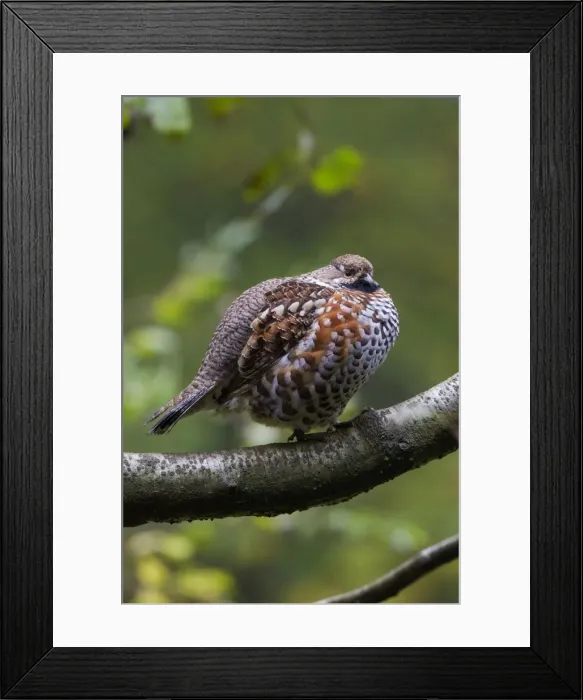 Framed Print : Picture No. 11672115 Framed Print : Picture No. 11672115