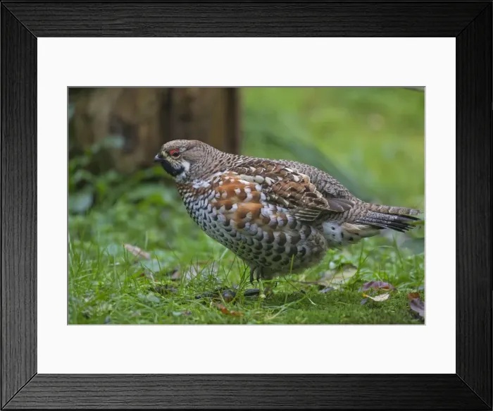 Framed Print : Picture No. 11672116 Framed Print : Picture No. 11672116