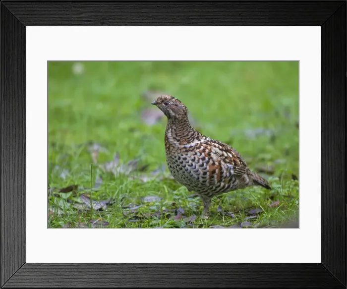 Framed Print : Picture No. 11672113 Framed Print : Picture No. 11672113