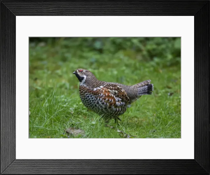 Framed Print : Picture No. 11672118 Framed Print : Picture No. 11672118