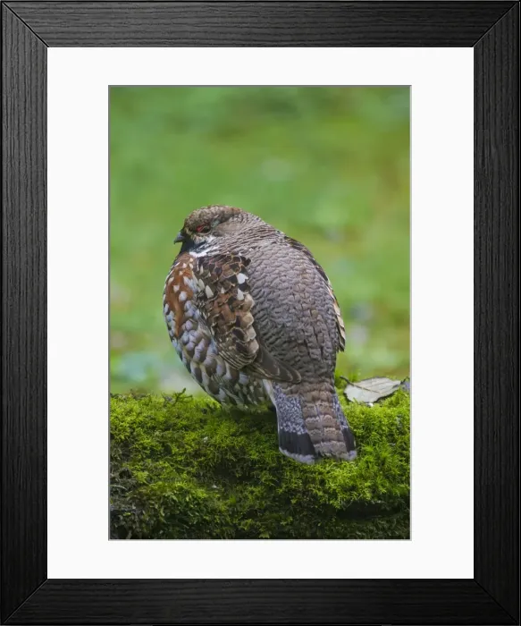 Framed Print : Picture No. 11672117 Framed Print : Picture No. 11672117