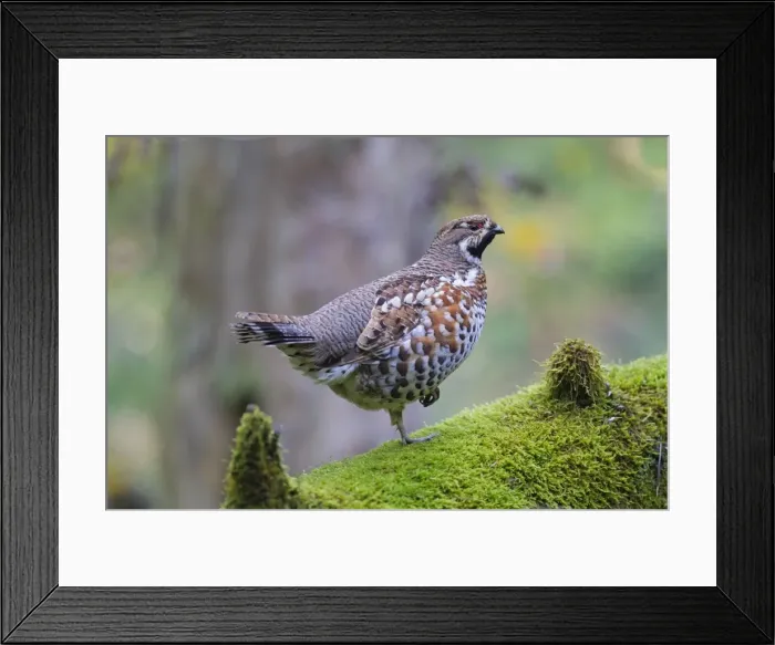 Framed Print : Picture No. 11672120 Framed Print : Picture No. 11672120