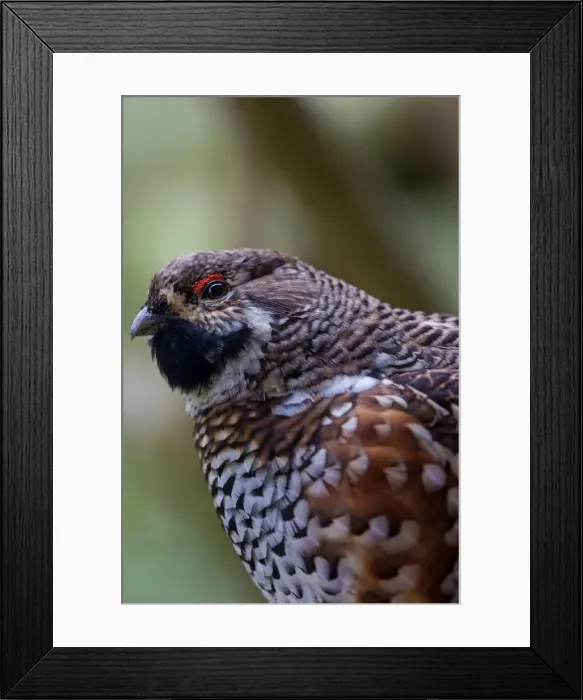 Framed Print : Picture No. 11672121 Framed Print : Picture No. 11672121