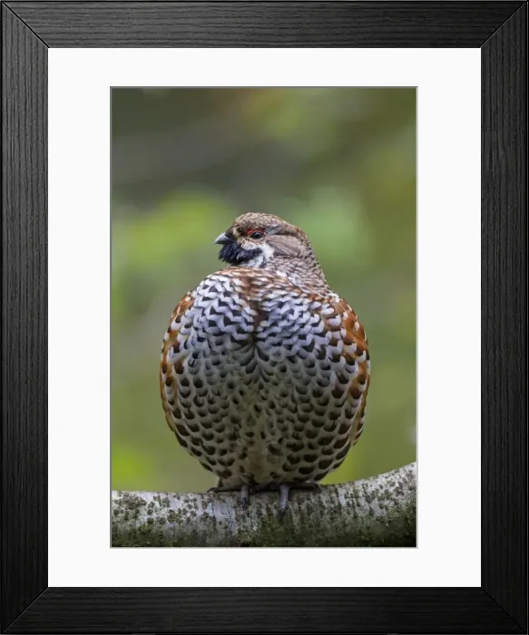 Framed Print : Picture No. 11672119 Framed Print : Picture No. 11672119
