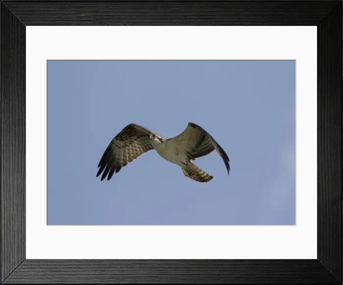 Framed Print : Picture No. 11672143 Framed Print : Picture No. 11672143