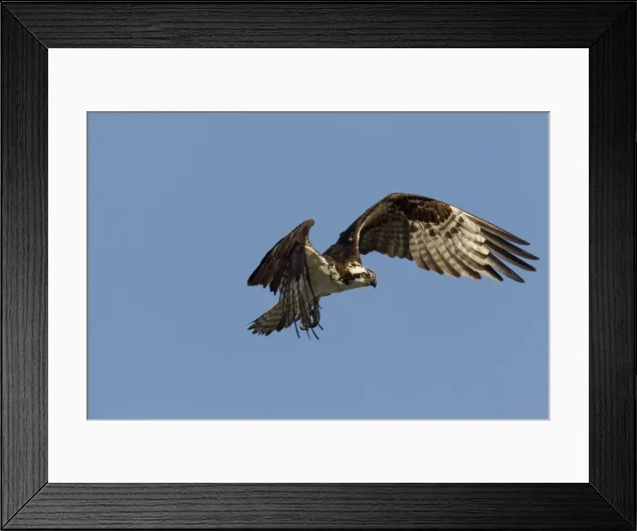 Framed Print : Picture No. 11672145 Framed Print : Picture No. 11672145