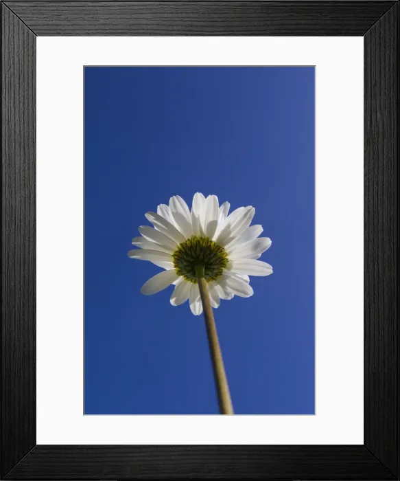 Framed Print : Picture No. 11672146 Framed Print : Picture No. 11672146