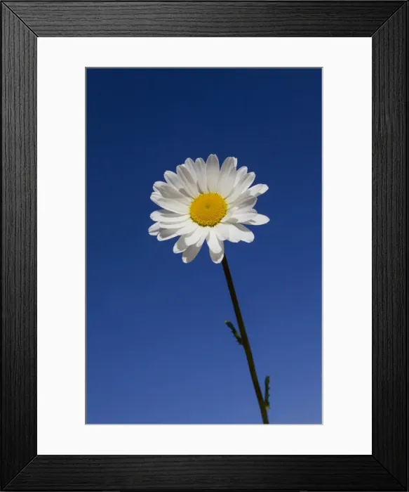 Framed Print : Picture No. 11672148 Framed Print : Picture No. 11672148